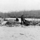 Image for article titled These Dogs are Honorary Geologists for Their Early Exploration of Alaska